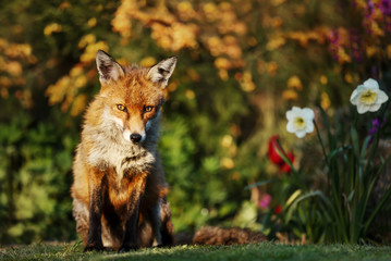 Red fox in the garden with flowers in spring