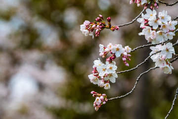 Cherry blossom in spring for background or copy space for text