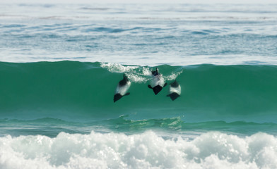 Commerson's dolphins diving in blue water