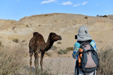 Female hiker taking photo of alone camel in dry riverbed of Judea desert