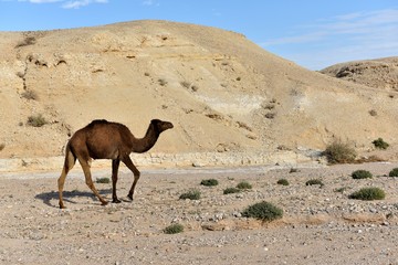 Alone camel in dry riverbed of Judea desert.