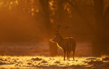 Silhouette of a Red deer at dawn