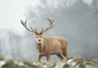 Close-up of a red deer stag in the falling snow