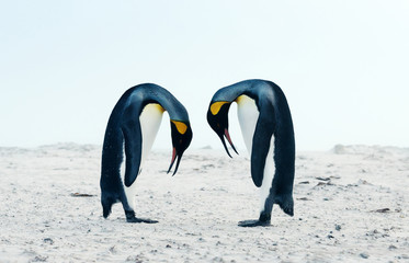 King penguin courtship behaviour during mating season