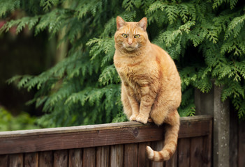 Ginger cat sitting on a wooden fence
