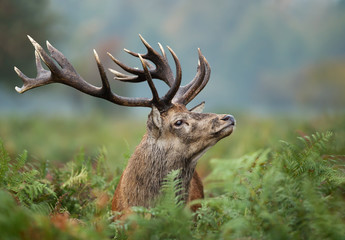 Close-up of red deer stag during rutting season