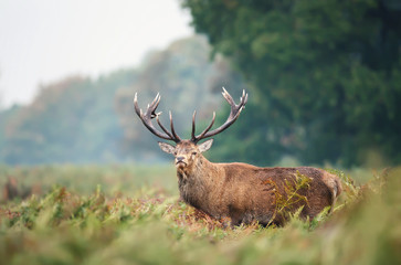 Close-up of red deer stag during rutting season