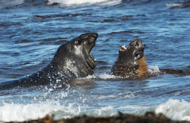 Fototapeta premium Close-up of Southern elephant seals fighting in water