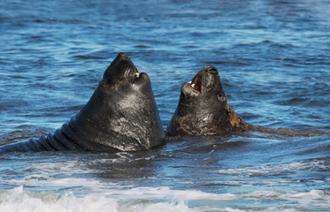 Close-up of Southern elephant seals fighting in water