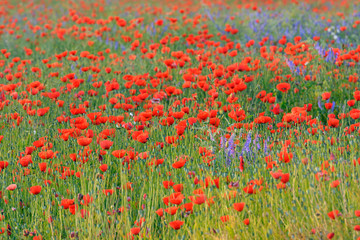 Fototapeta premium Field with Red Poppies (Papaver rhoeas), Germany, Europe