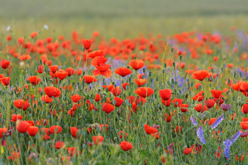 Fototapeta premium Field with Red Poppies (Papaver rhoeas), Germany, Europe