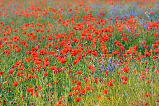 Field with Red Poppies (Papaver rhoeas), Germany, Europe © Ana Gram