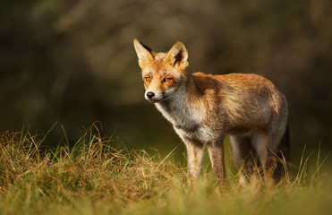 Close-up of a Red fox standing in grass
