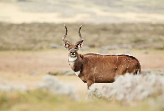 Close up of a Mountain Nyala standing in the grass field