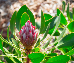 Red flower bud of protea cynaroides little prince 