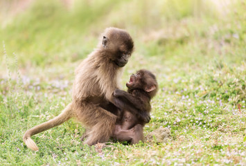 Close up of playful baby Gelada monkeys
