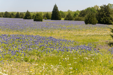 Bluebonnets growing in Ennis Texas