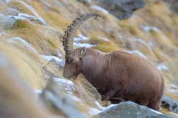 Alpine Ibex (Capra ibex), Male, Gran Paradiso National Park, Alps, Italy, Europe