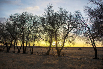 Winter steppe woods at sunrise.