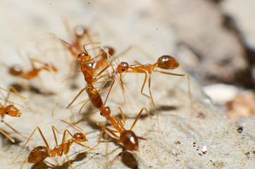 Transparent brown ants with 2 antennas on the head