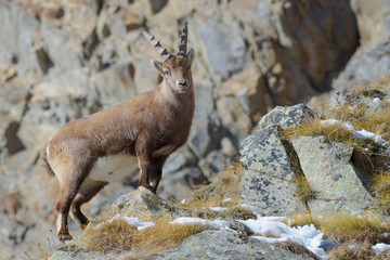 Alpine Ibex (Capra ibex), Male, Gran Paradiso National Park, Alps, Italy, Europe