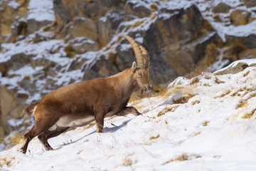 Alpine Ibex (Capra ibex), Male, Gran Paradiso National Park, Alps, Italy, Europe