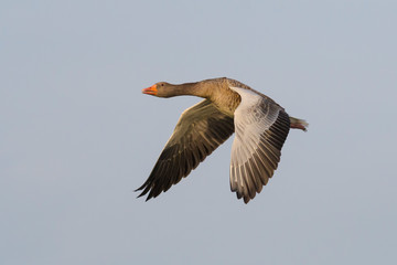 Greylag goose