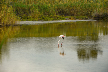 Italy, Cagliari. View of flamingo in a natural marshy environment