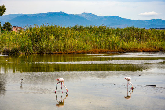 Italy, Cagliari. View Of Flamingos In A Natural Marshy Environment