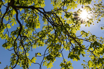 Sonne scheint durch das Laub einer Kastanie im Biergarten