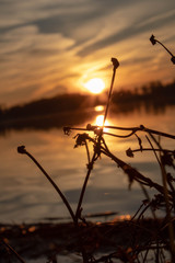 Nature on a lake at sunset