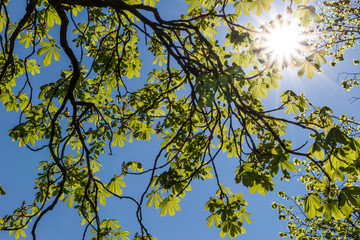 Sonne scheint durch das Laub einer Kastanie im Biergarten