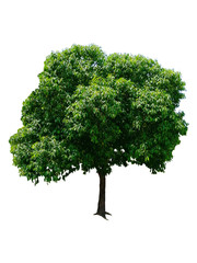 Fototapeta na wymiar Beautiful fresh green deciduous tree isolated on pure white background for graphic. with clipping path