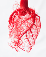Blood vessel system of an heart  - obrazy, fototapety, plakaty