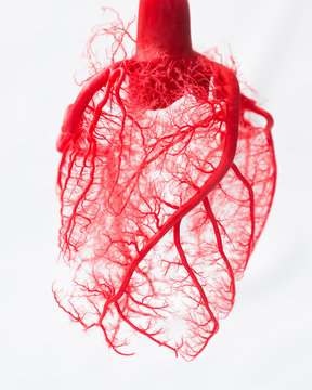 Blood vessel system of an heart 