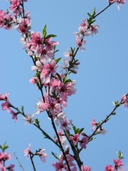 Spring flovers 