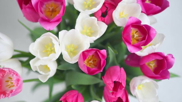 Tulips. Bright pink and white colorful tulip flowers blooming background. Holiday bouquet. Top view. Timelapse. 4K UHD video footage. 3840X2160