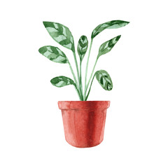 Watercolor houseplants. Hand painted house green plants in flower pots. Flowers isolated on white background.