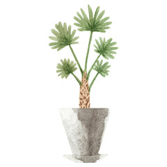 Watercolor houseplants. Hand painted house green plants in flower pots. Flowers isolated on white background.