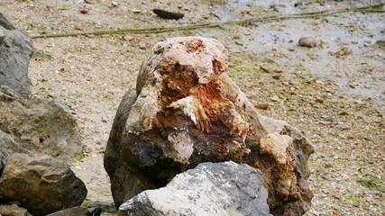 Naturstein wie ein versteinertes Wesen