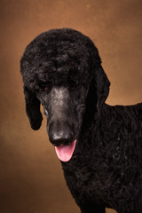 large portrait of a black poodle, on brown background