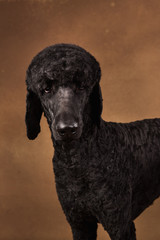 large portrait of a black poodle, on brown background
