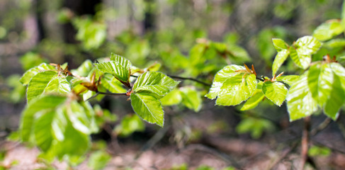 Beautiful morning scene in a green summer forest with closeup of leaves in the foreground. Germany in Europe.