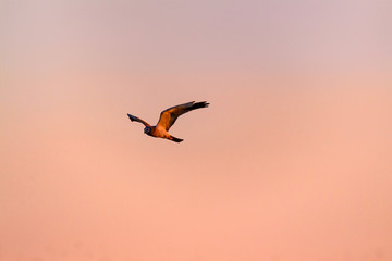 Flying hawk. Sunset sky background. Hen Harrier.