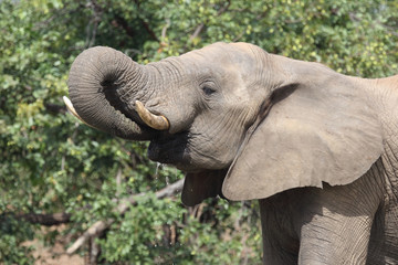 Obraz premium Afrikanischer Elefant / African elephant / Loxodonta africana