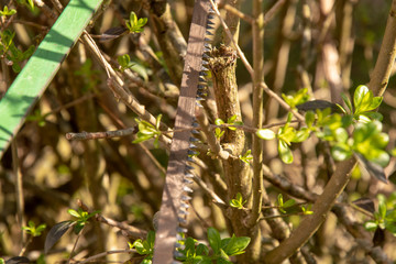 Saw blade made of metal with sharp teeth against the light in front of a tree ready for garden work