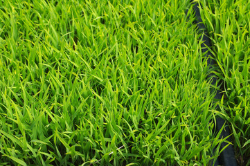 元気に育つ苗代の苗