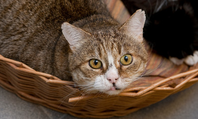 Fototapeta na wymiar Sad cat in the animal shelter
