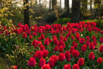 field of red tulips in forest