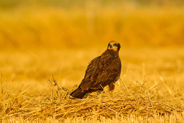 Wild bird. Yellow nature background. Bird: Western Marsh Harrier. Circus aeruginosus. 
